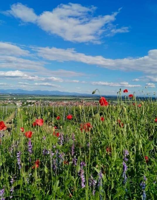 Les Gites De La Poterne Rouffach Esterno foto